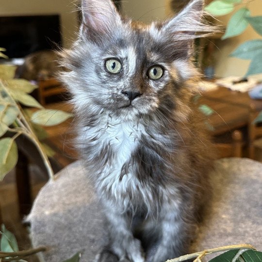 chaton Maine coon polydactyle black tortie smoke ARLEY QUEEN P Chatterie Montezuma Bay black tortie smoke 