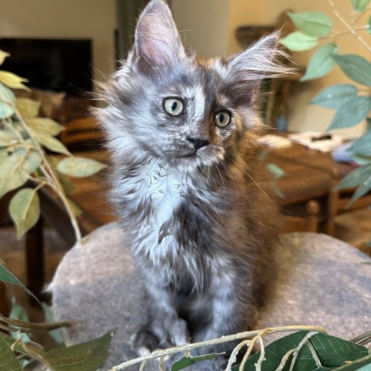 chaton Maine coon polydactyle black tortie smoke ARLEY QUEEN P Chatterie Montezuma Bay black tortie smoke 