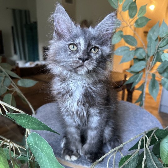 chaton Maine coon polydactyle black tortie smoke ARLEY QUEEN P Chatterie Montezuma Bay black tortie smoke 