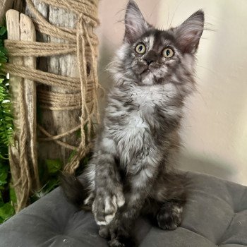Montezuma Bay's ARLEY QUEEN P Femelle Maine coon polydactyle