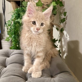 Montezuma Bay's Aragorn P Mâle Maine coon polydactyle