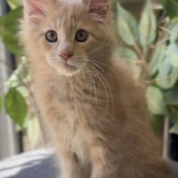 Montezuma Bay's Aragorn P Mâle Maine coon polydactyle