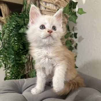 Montezuma Bay's APOCALYPSE NOW Mâle Maine coon