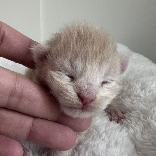 Montezuma Bay's C Mâle Maine coon