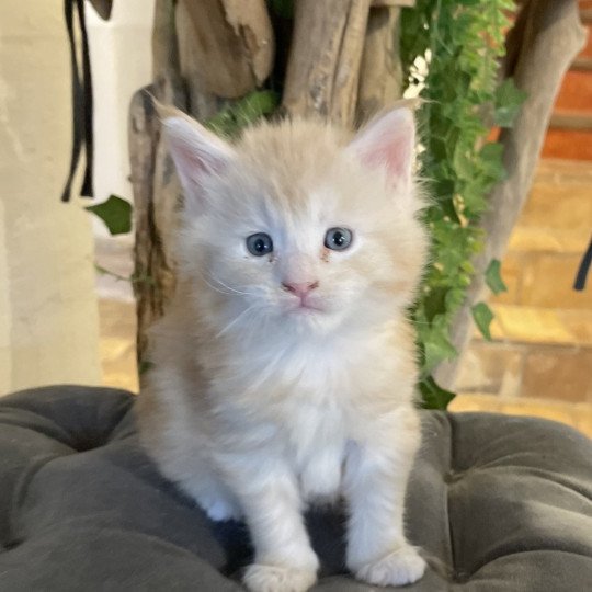 chaton Maine coon red C Chatterie Montezuma Bay red silver ticked tabby