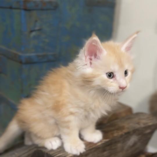 chaton Maine coon red Alaska Chatterie Montezuma Bay red silver ticked tabby