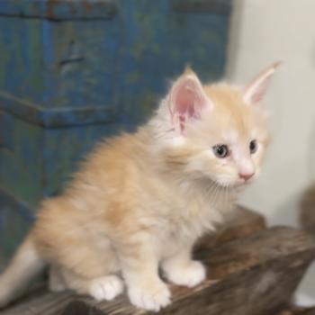 Montezuma Bay's Alaska Mâle Maine coon
