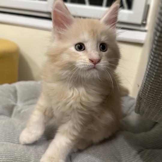 chaton Maine coon red Alaska Chatterie Montezuma Bay red silver ticked tabby