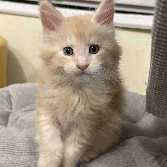 chaton Maine coon red Alaska Chatterie Montezuma Bay red silver ticked tabby