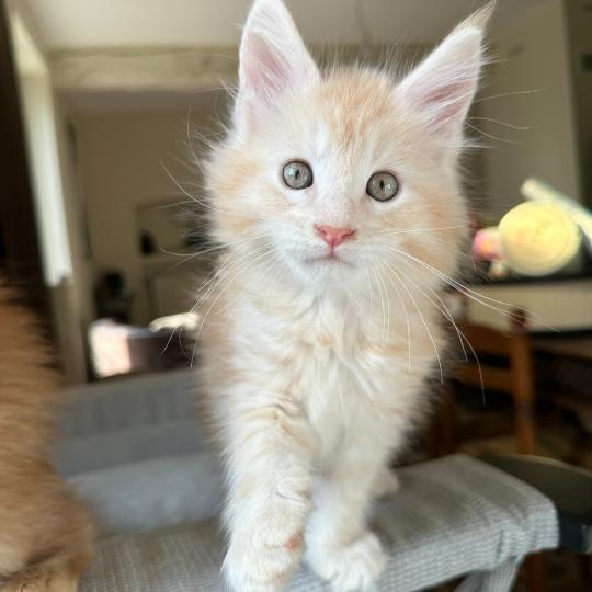 chaton Maine coon red silver blotched tabby Alaska Chatterie Montezuma Bay red silver ticked tabby