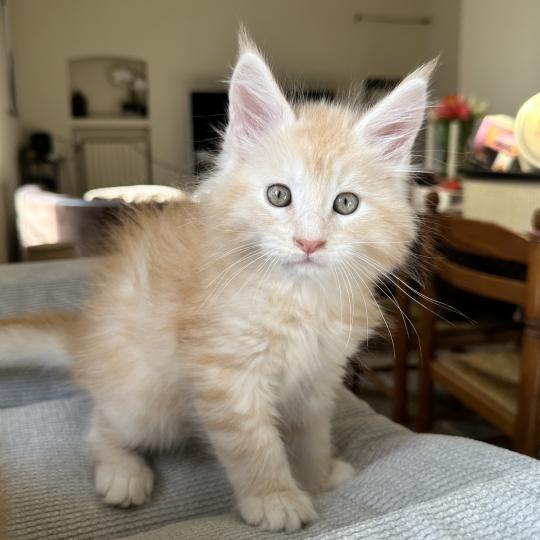 chaton Maine coon red silver blotched tabby Alaska Chatterie Montezuma Bay red silver ticked tabby