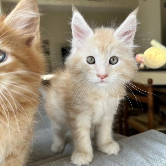 chaton Maine coon red silver blotched tabby Alaska Chatterie Montezuma Bay red silver ticked tabby