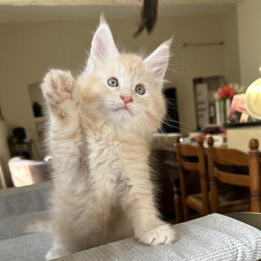 chaton Maine coon red silver blotched tabby Alaska Chatterie Montezuma Bay red silver ticked tabby