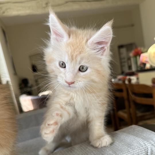 chaton Maine coon red silver blotched tabby Alaska Chatterie Montezuma Bay red silver ticked tabby