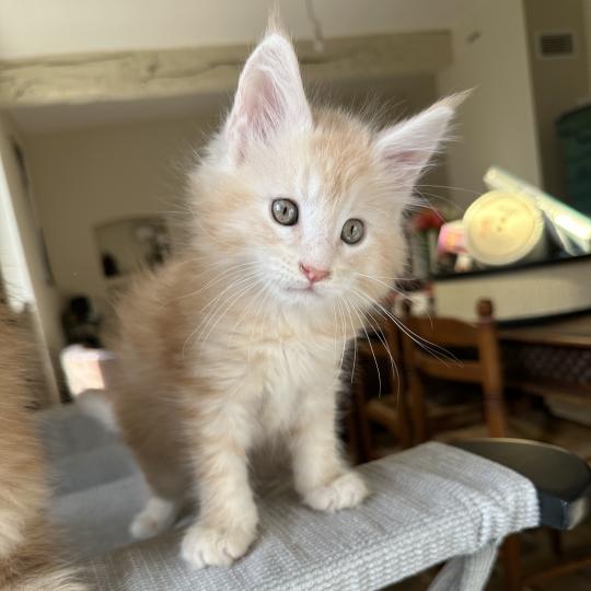 chaton Maine coon red silver blotched tabby Alaska Chatterie Montezuma Bay red silver ticked tabby