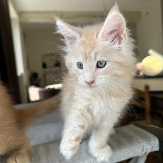 chaton Maine coon red silver blotched tabby Alaska Chatterie Montezuma Bay red silver ticked tabby