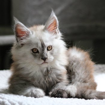 Ackerman Du Vallhacoon Mâle Maine coon