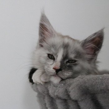 Anya Du Vallhacoon Femelle Maine coon