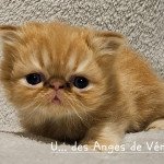 femelle blotched Femelle Persan femelle blotched Femelle Persan