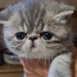 Unelle Femelle Exotic Shorthair Unelle Femelle Exotic Shorthair
