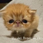 Femelle spotted Femelle Exotic Shorthair Femelle spotted Femelle Exotic Shorthair