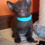 1er chaton (Portée DITE TITE LADY ❤ Havacat's Wannamaketea 2023) - Mâle chocolate Collier bleu Mâle Havana