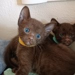 2e chaton (Portée DITE TITE LADY ❤ Havacat's Wannamaketea 2023) - Mâle chocolate Mâle Havana 2e chaton (Portée DITE TITE LADY ❤ Havacat's Wannamaketea 2023) - Mâle chocolate Mâle Havana