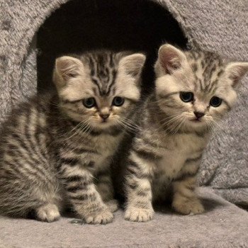 5e chaton (Portée Elite Brand's Utopia ❤ Shadow 2024) - Femelle black silver tabby Femelle British Shorthair
