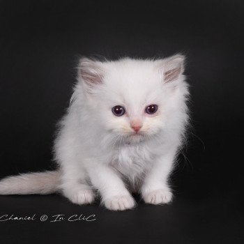 Trycoline’s Ameyris ( Violet) Mâle Ragdoll