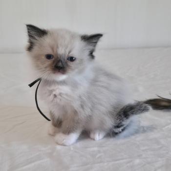 CH*Trycoline’s Baly Oryan (noir) Mâle Ragdoll