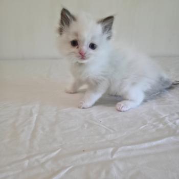 CH*Trycoline’s Bamey Naelis (jaune) Mâle Ragdoll