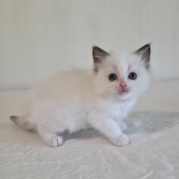CH*Trycoline’s Bamey Sorely (rose) Femelle Ragdoll