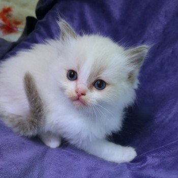 Trycoline’s Anekyo (Collier blanc) Mâle Ragdoll
