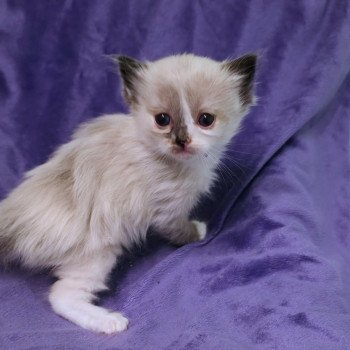 Trycoline’s Aurenza (Collier Lilac) Femelle Ragdoll
