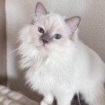 Trycoline’s Twillight Alice Cullen Femelle Ragdoll Trycoline’s Twillight Alice Cullen Femelle Ragdoll
