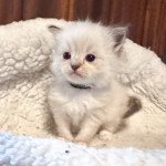 Trycoline’s Uscher ( collier noir) Mâle Ragdoll Trycoline’s Uscher ( collier noir) Mâle Ragdoll