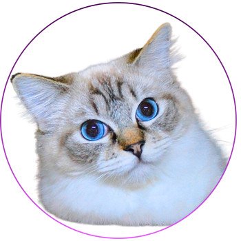 Virgule Nyx de Clénatal Femelle Ragdoll