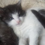 Start up de la forêt d'Arduina Femelle Maine coon Start up de la forêt d'Arduina Femelle Maine coon