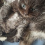 Stop it de la forêt d'Arduina Mâle Maine coon Stop it de la forêt d'Arduina Mâle Maine coon