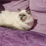 Uggy Le Joyau de mes rêves Mâle Ragdoll Uggy Le Joyau de mes rêves Mâle Ragdoll