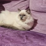 Uggy Le Joyau de mes rêves Mâle Ragdoll