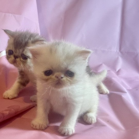 2e chaton (Portée Tiwaz ❤ Thor 2025) - Femelle white Femelle blanche Femelle Exotic Shorthair