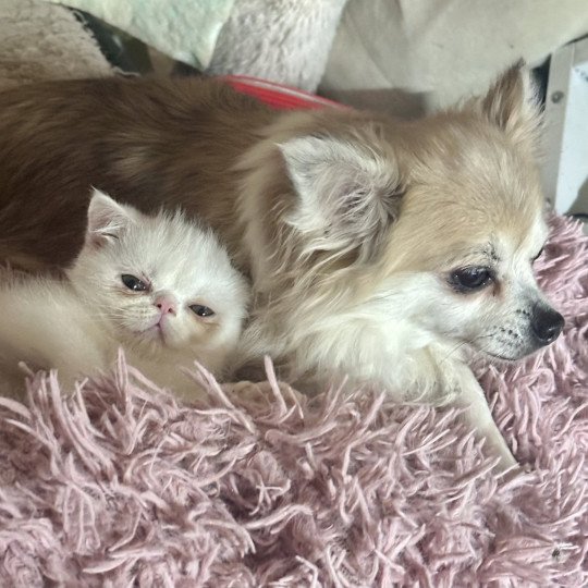 chaton Exotic Shorthair white smoke Angrboda For Good Time Cattery white smoke 