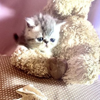 3e chaton (Portée Tiwaz ❤ Thor 2025) - Mâle blue silver blotched tabby & blanc Male blue silver tabby Mâle Exotic Shorthair