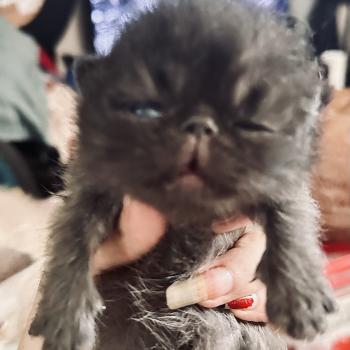 For Good Time Berserker Mâle Exotic Shorthair