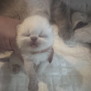 For Good Time Alfheim Mâle Exotic Shorthair