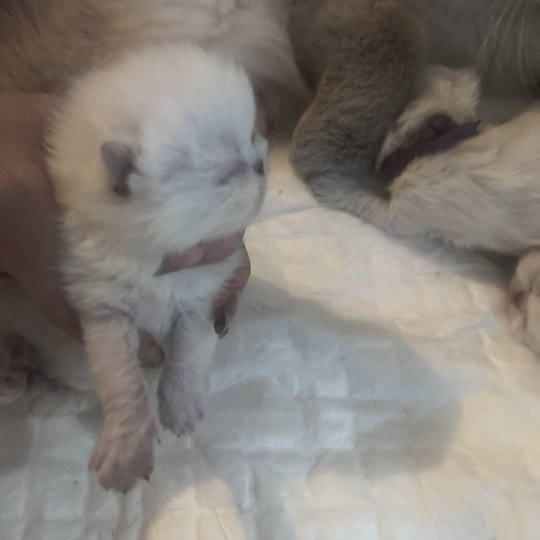 For Good Time Asgard Mâle Exotic Shorthair