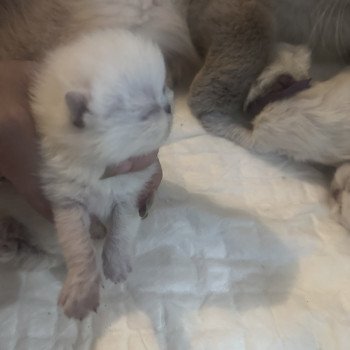 For Good Time Asgard Mâle Exotic Shorthair