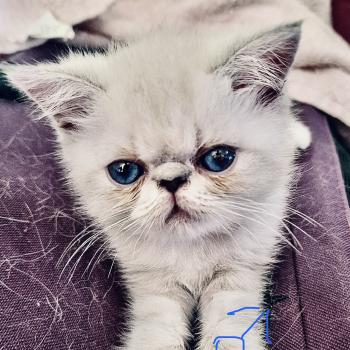 For Good Time Balder Mâle Exotic Shorthair