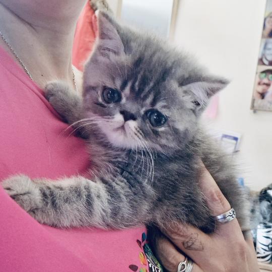 For Good Time Baldr Mâle Exotic Shorthair